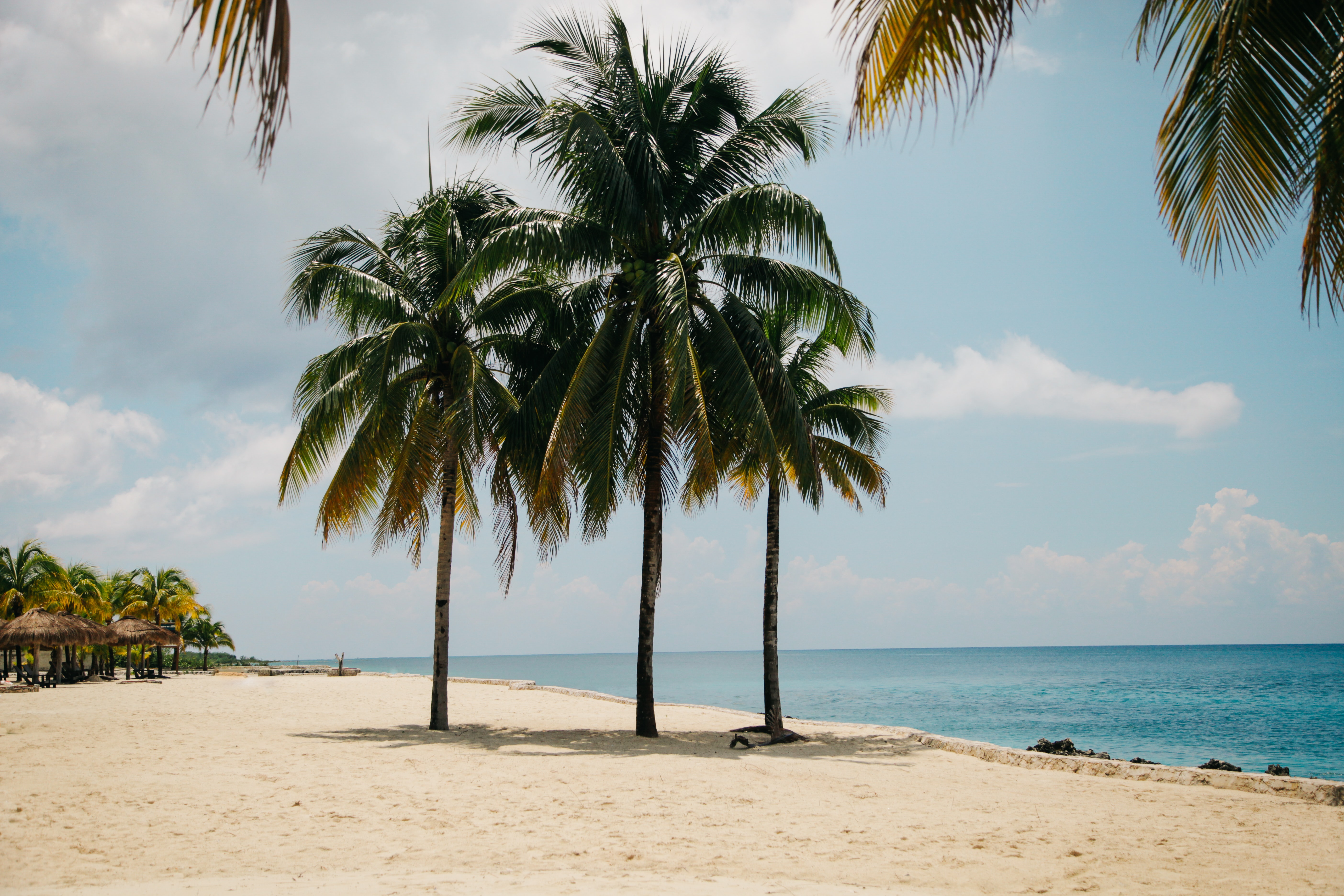 palm trees on beach on a sunny day