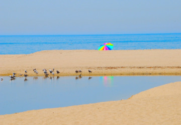 colourful umbrella and birds on the beach